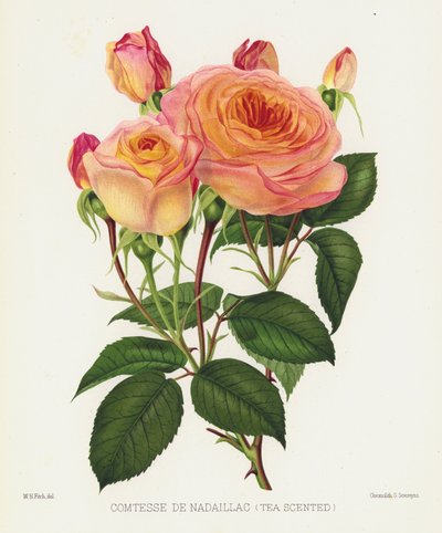 De Rozen Tuin: Comtesse De Nadaillac, Thee Geurend door English School